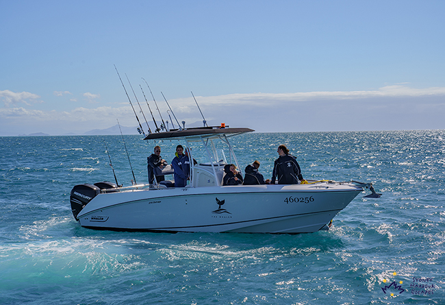 Phoenix One   Chase Boat, The Whaler   